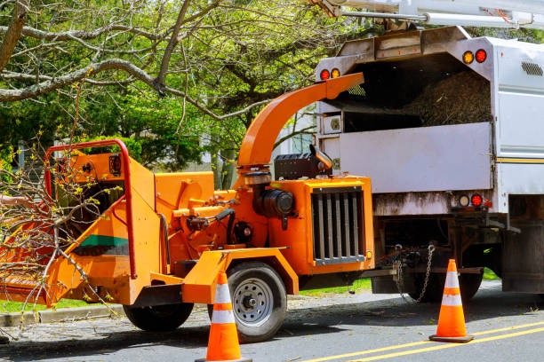 Best Dead Tree Removal  in Altoona, WI